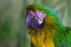 Blue and Yellow Macaw Art Print