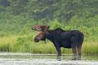 Bull Moose Algonquin Park I Art Print