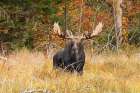 Bull Moose Algonquin Park II Art Print