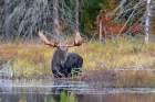 Bull Moose Foraging in Algonquin Park Art Print