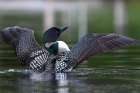 Common Loon Flapping Art Print