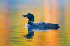 Common Loon Water Colors Art Print