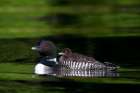 Common loon with her Chick Art Print
