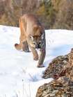 Cougar Hunting in the Snow Art Print