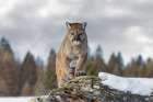 Cougar in Winter Art Print