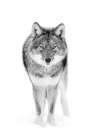 Coyote The Stare Art Print