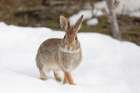 Eastern Cottontail Rabbit I Art Print