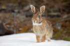 Eastern Cottontail Rabbit II Art Print