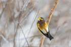Evening Grosbeak Male Art Print
