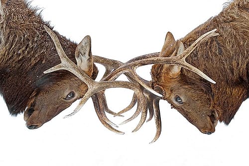 Eye to Eye Elk Fight Animals Print
