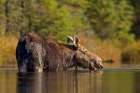 Female Moose Foraging in Algonquin Park Art Print