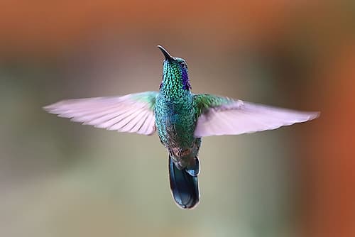 Green Violet-Ear Hummingbird - Costa Rica II Animals Print