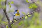 Northern Parula Singing Art Print