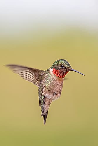 Ruby-throated Hummingbird Animals Print