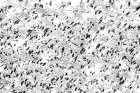 Snow Geese Eruption Art Print