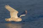 Snowy Owl Gliding over Ice Art Print