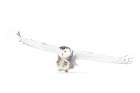 Snowy Owl In for the Kill Minimalist Print