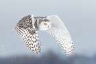 Snowy Owl Liftoff Art Print