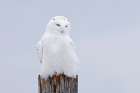 The Ghost Snowy Owl Art Print