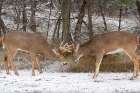 The Joust - White-Tailed Deer Fight Art Print