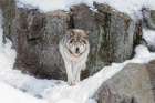Timber Wolf in WInter Art Print