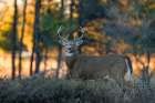 White-tailed Buck at Sunset Art Print