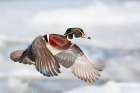 Wood Duck Flight Art Print