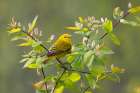 Yellow Warbler in Spring Art Print
