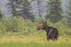 Young Moose in Algonquin Park Art Print