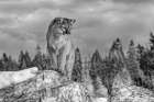 Cougar on Snowy Mountain Art Print