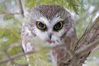 Northern Saw-Whet Owl in Winter Art Print