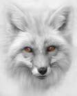 Red Fox Black and White Art Print