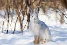 Snowshoe Hare in Winter I Art Print