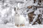Snowshoe Hare in Winter II Art Print