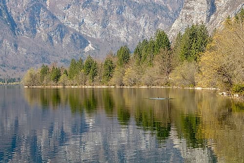 Lake Bohinj Treeline Reflection Art Print