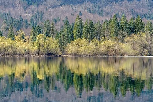 Lake Bohinj Autumn Treeline Art Print