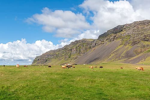 Icelandic Horses Below Basalt Cliffs Art Print