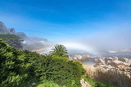 Cape Town Coastal Fogbow with Palm Art Print
