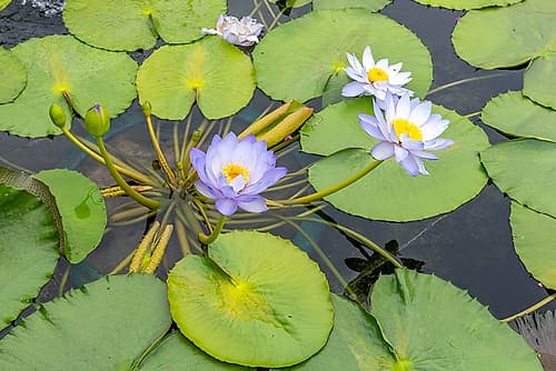 Nan Lian Garden Hong Kong Water Lilies Art Print by Richard Silver