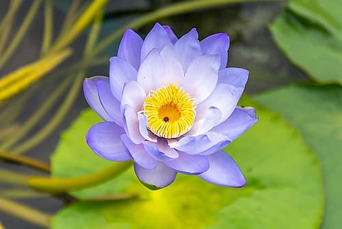 Hong Kong Purple Water Lily Close Up Art Print