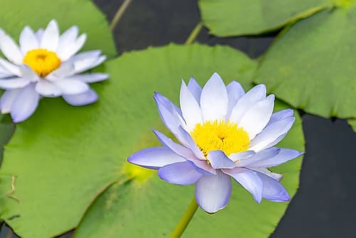 Hong Kong Two Water Lily Blooms Art Print by Richard Silver