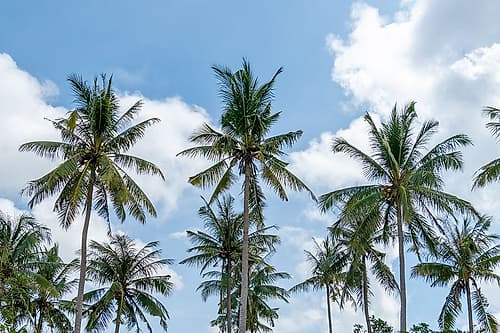 Coconut Palm Trees Against Blue Sky, Philippines, Southeast Asia Art Print