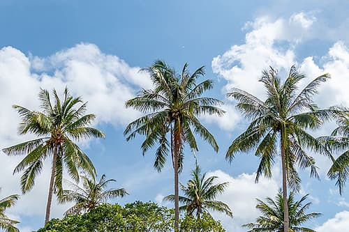 Tropical Coconut Palms and Clouds, Philippines, Southeast Asia Art Print