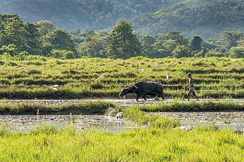 Farmer with Water Buffalo in Rice Paddy, Philippines Art Print