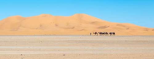 Camel Caravan Crossing Sahara Desert Dunes, Morocco Art Print