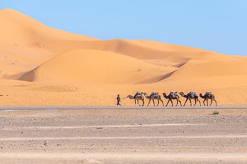 Camel Caravan Guide Leading Camels, Sahara Desert, Morocco Art Print