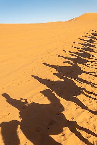 Camel Caravan Shadows on Sand Dunes, Sahara Desert, Morocco Art Print