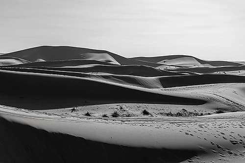 Black and White Desert Dunes and Shrubs, Sahara Desert, Morocco Art Print by Richard Silver
