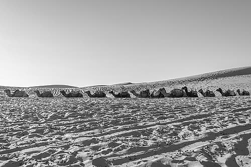 Black and White Camels Resting in Desert, Sahara Desert, Morocco Art Print by Richard Silver