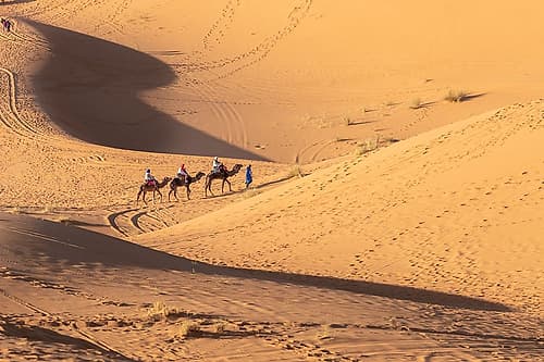 Camel Caravan Traversing Golden Dunes, Sahara Desert, Morocco Art Print by Richard Silver